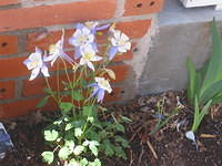 Columbine