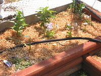 IMG 3553