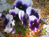 IMG 3556