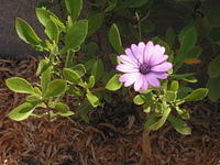 IMG 3560