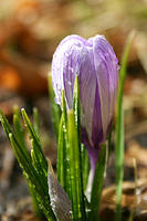 IMG_2887a