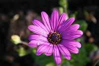 IMG_3929a
