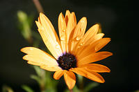 IMG_3932a