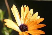 IMG_3933a