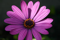 IMG_3947a