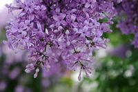 IMG_4156a