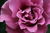 IMG_4246a