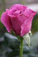 IMG_4254a