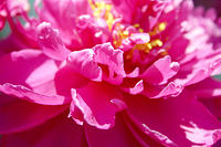 Dying peony