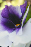 Pansy