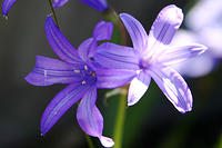 Purple flowers (I forget what they are)