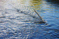 IMG_3837sm