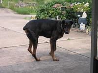 Past pets of family members