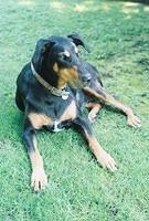Duke