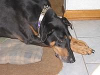 Duke again.. doesn't he look sad in this picture?