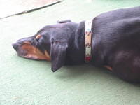 Duke