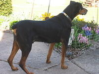 Duke