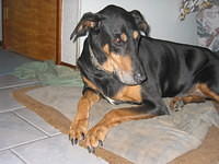 Duke