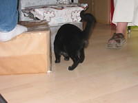 Shawn and Michelle's kitten, Rio. 10/5/03
