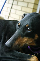 Sadie