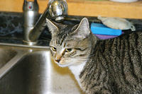 IMG_4276a