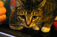 IMG_4278a