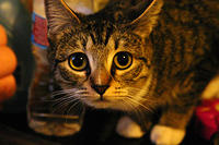 IMG_4279a