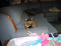 Our Pets
