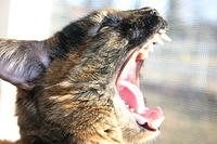 Charm yawning