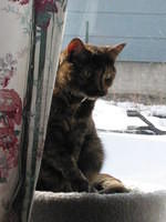 Charm in the window.
