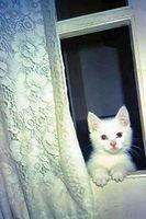 Kitten Lacy
