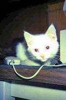 Kitten Lacy