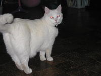 Lacy - 8/27/05