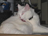 Lacy cleaning herself.