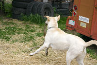 IMG_0009a.jpg