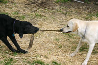 IMG_0013a.jpg