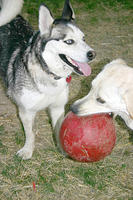IMG_0124a.jpg