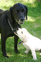 Ebony and Lily