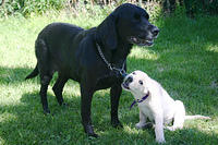 Ebony and Lily