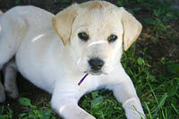 Lily, laying under the picnic table.