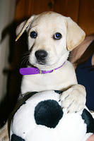 Lily with her toy soccer ball