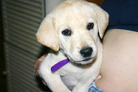 Lily