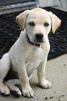 Lily again