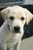 Lily