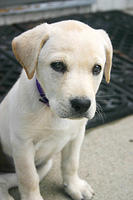 Lily
