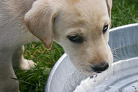 Lily drinking