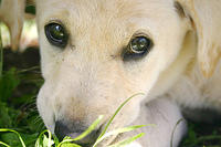 Lily close-up.  She looks so sweet here.  Looks can be deceiving ;)
