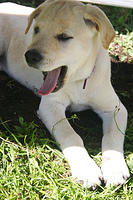 Lily yawn.