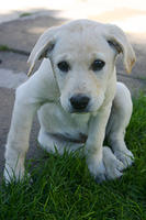 Lily