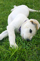 Lily, stretched out